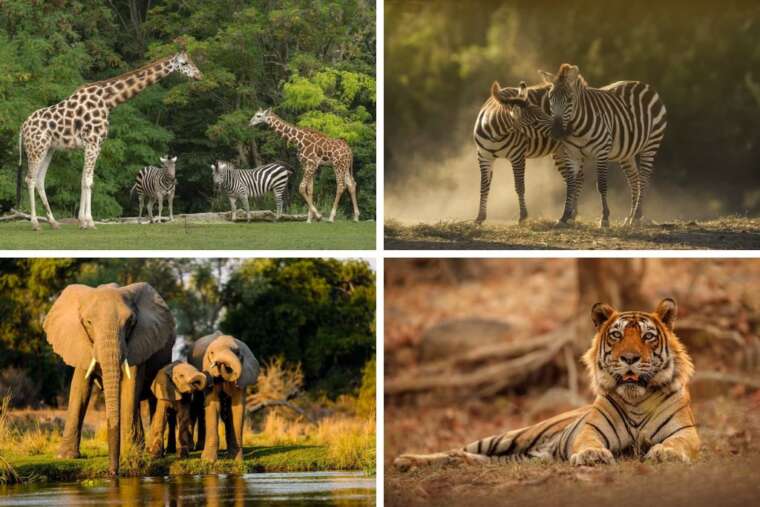 Experience the Thrill of a Lifetime: Booking a Wildlife Safari in India